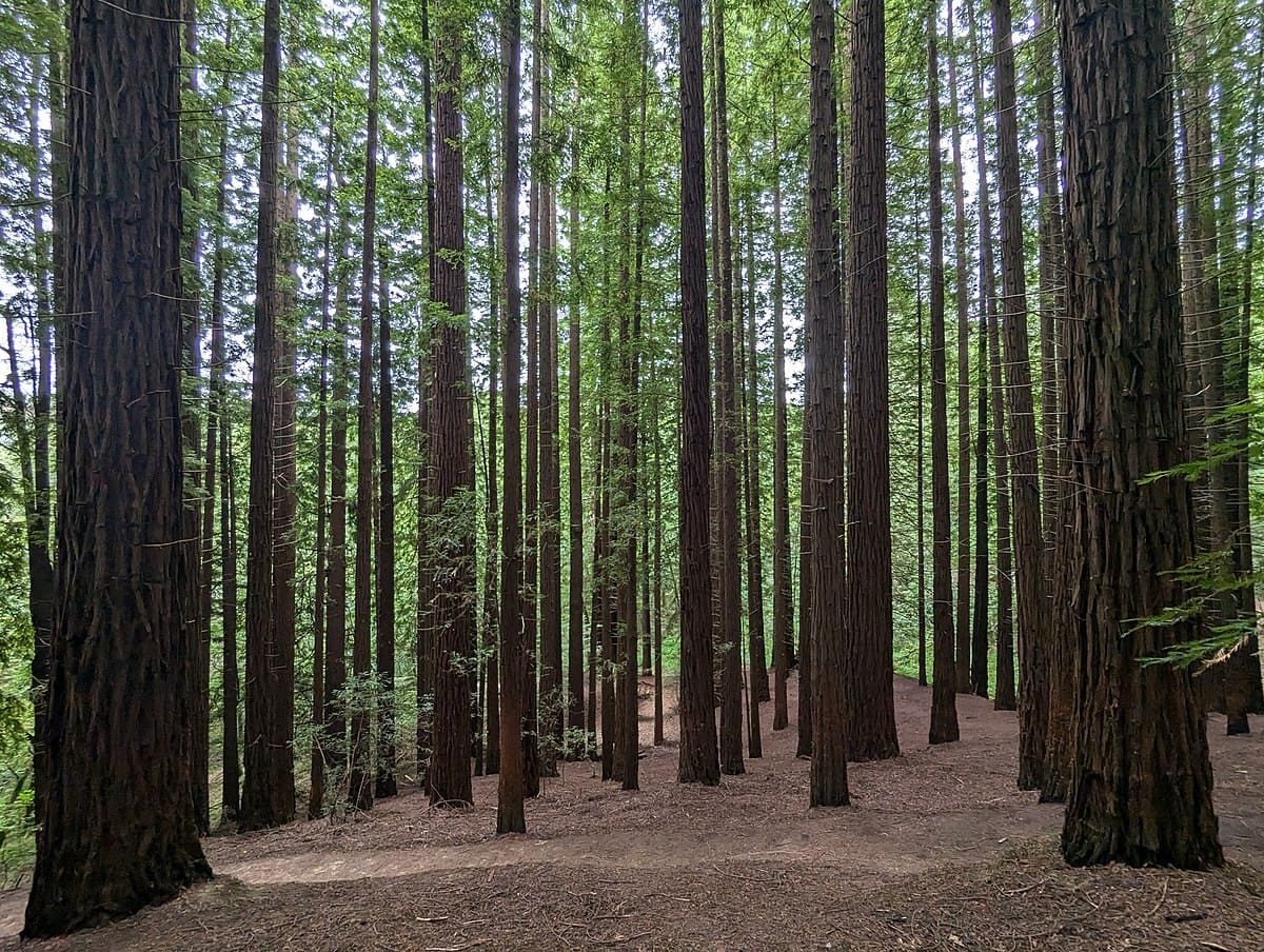 turismo nefasto secuoyas