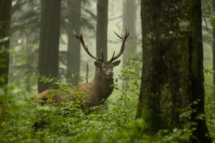 Ser humano letal especies planeta