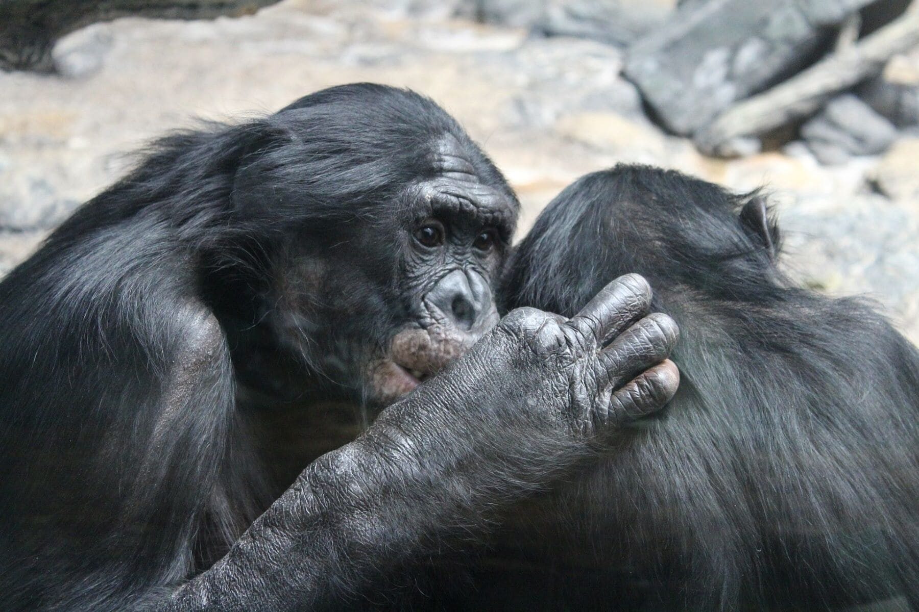 matriarcado hembras bonobo