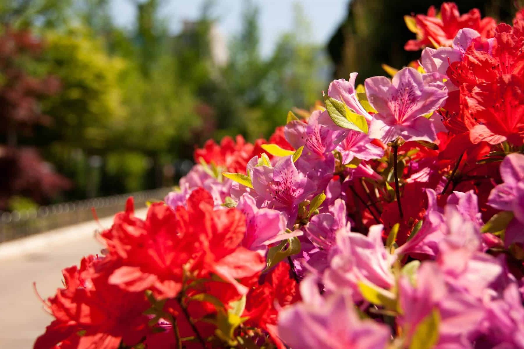 RHS Chelsea Flower Show Avanade Intelligent Garden