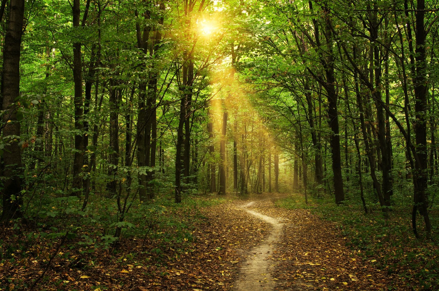 entrevista ceo Ecoticias Jordi Company Armengol