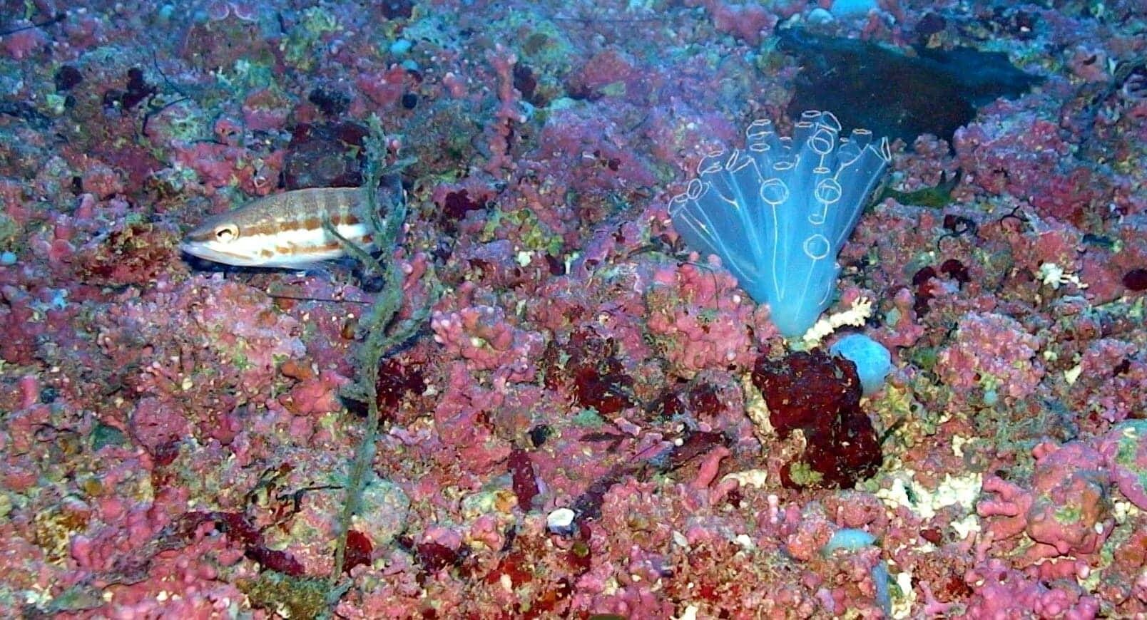 Especies endémicas hábitats Mediterráneo