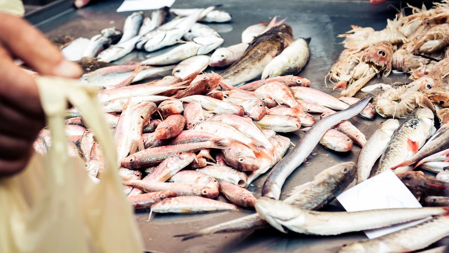 Europa favorece pesca industrial detrimento artesanal