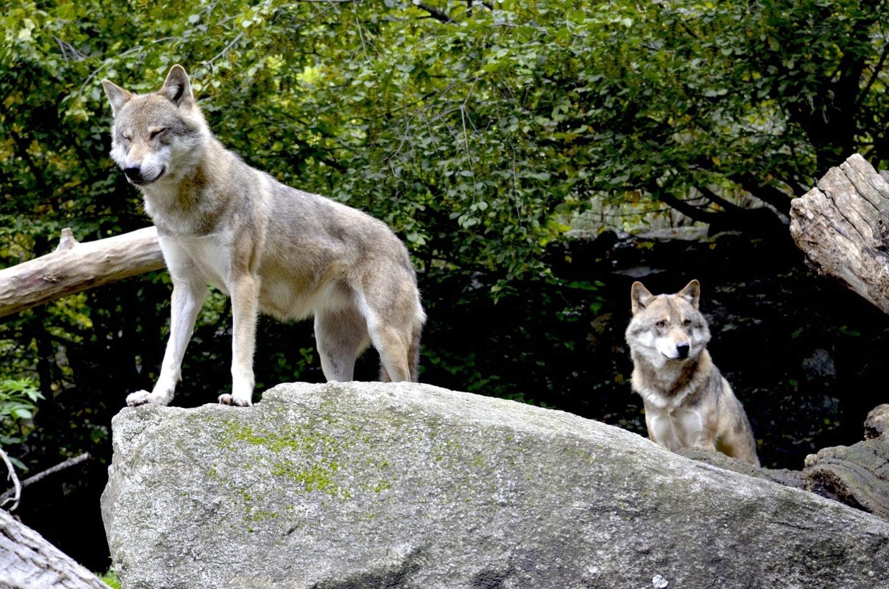 Cantabria acciones legales exterminando lobos