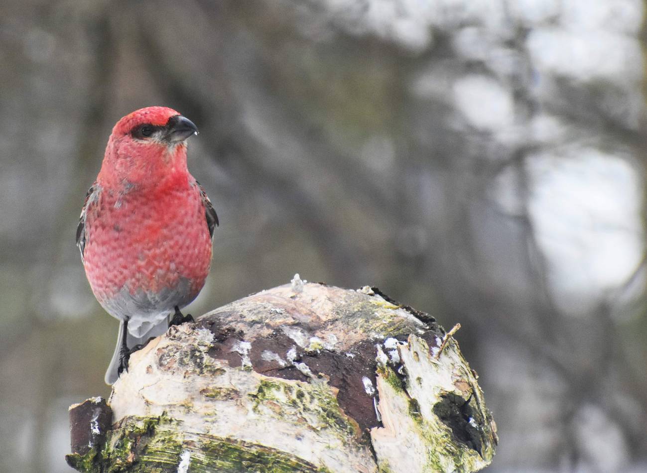 ave boreal camachuelo picogrueso Tarragona