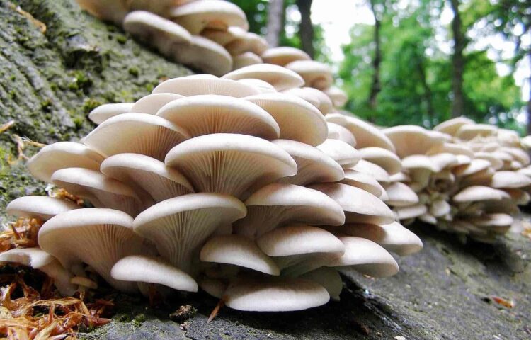 Hogares mañana micelio material construcción sostenible nulo impacto medioambiental
