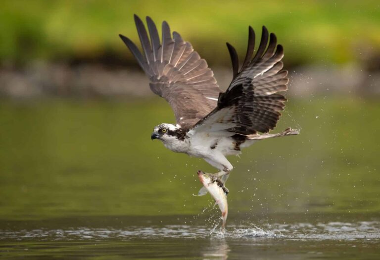 IdentiFlight Roc Conservation Tech alianza conservación aves IA parques eólicos sudafricanos
