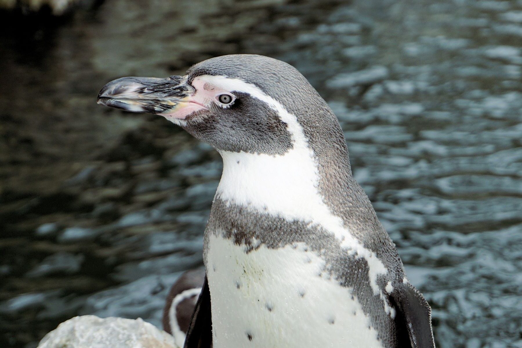 actividad humana extinguiendo pingüino Humboldt