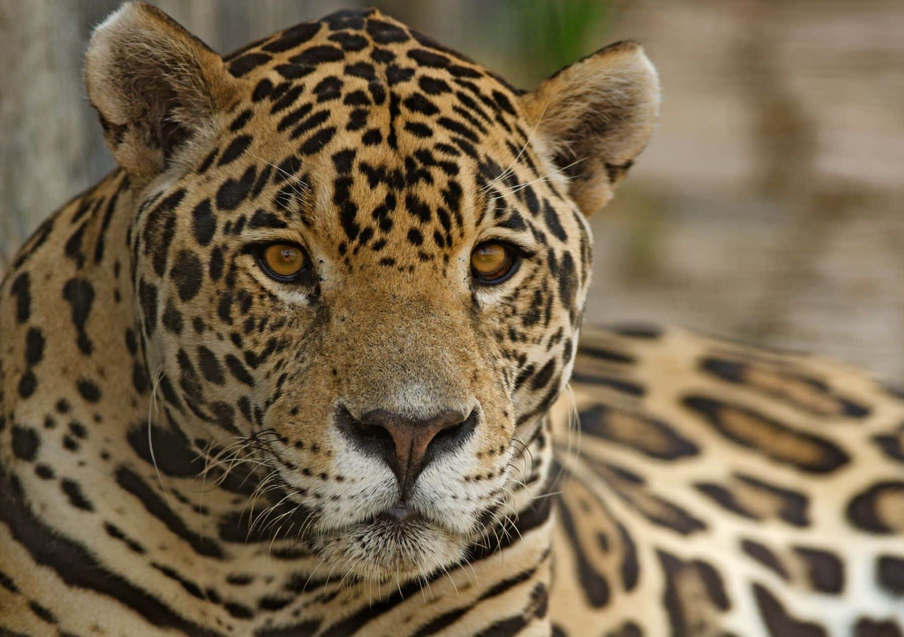 justicia ambiental boliviana jaguar