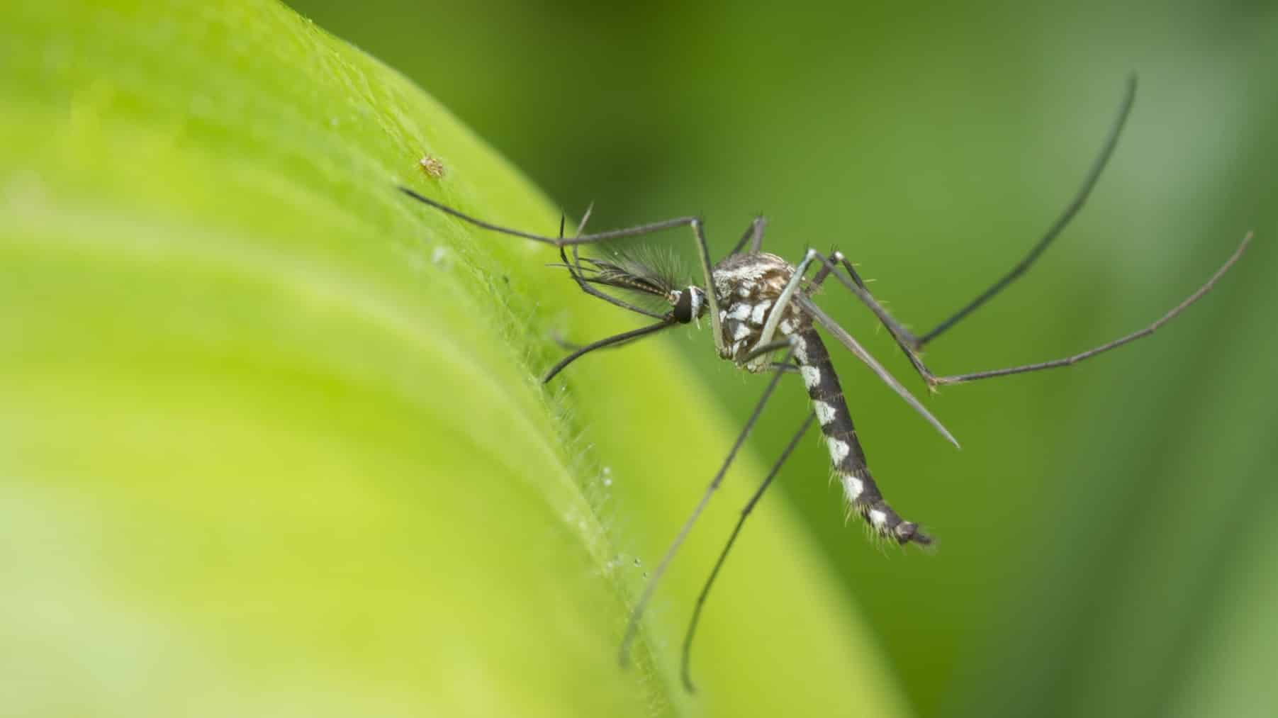 naturaleza ingeniería