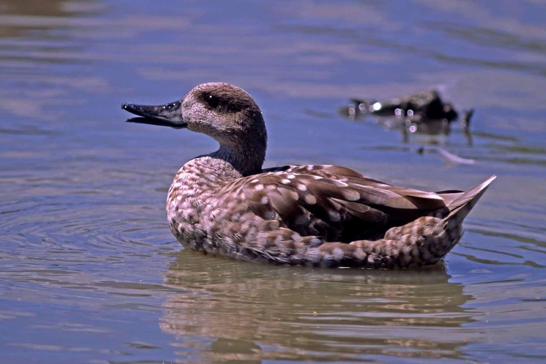 cerceta pardilla recupera cifras récord España
