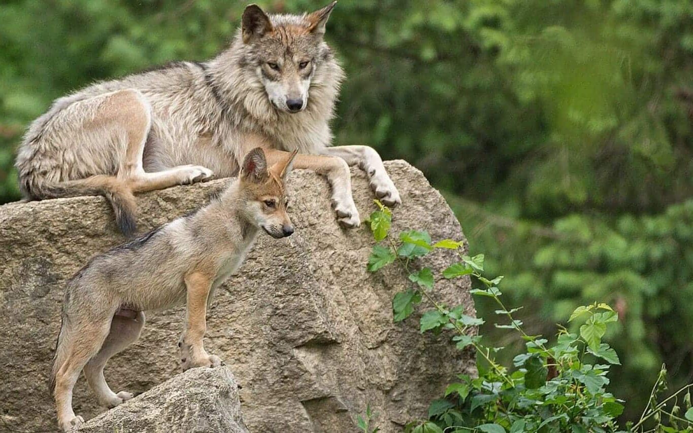 ecologistas reclaman Morán lobo especie protegida