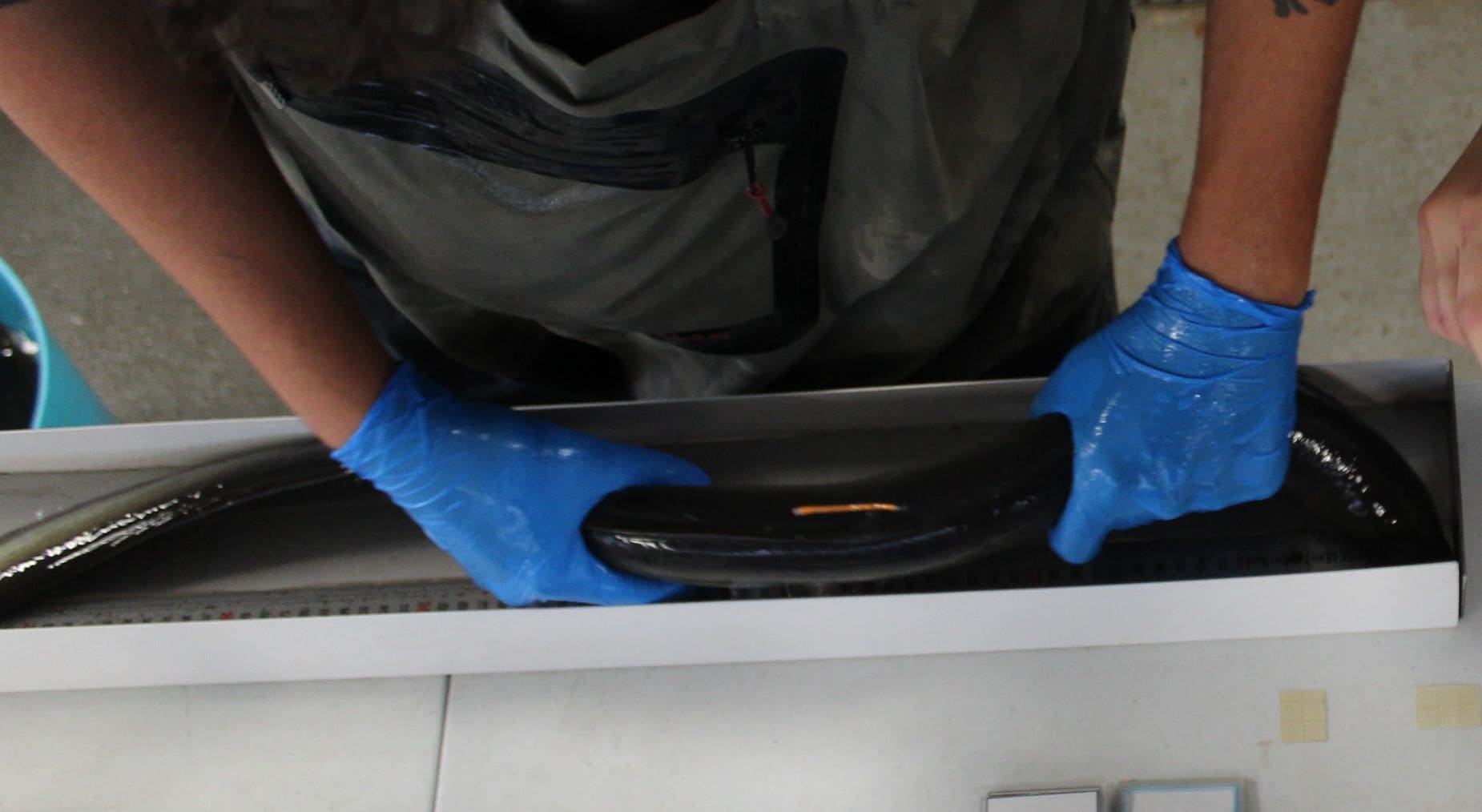 Mar Menor liberan anguilas marcadas