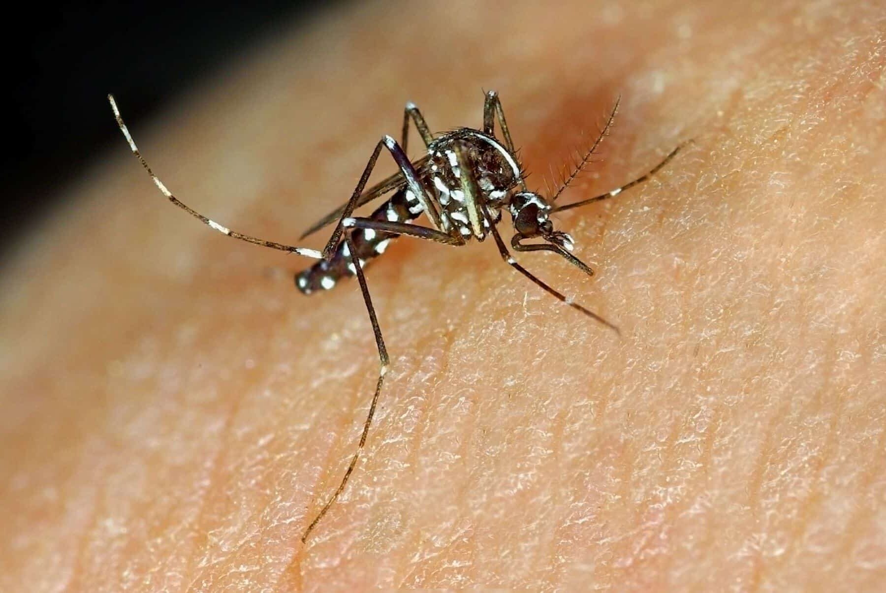 Navarra mosquito tigre