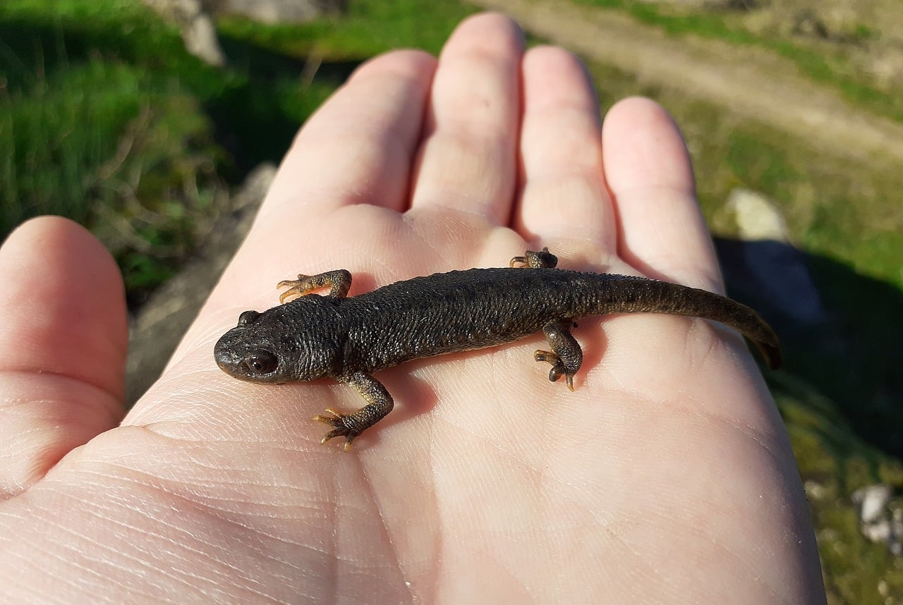 Operación Thunder rescate 20.000 ejemplares fauna salvaje protegida