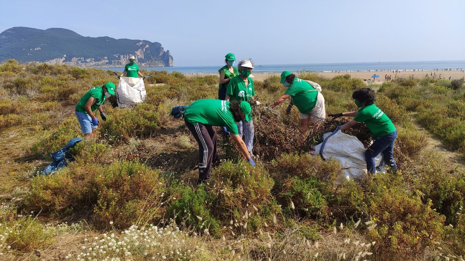 laredo plantas invasoras