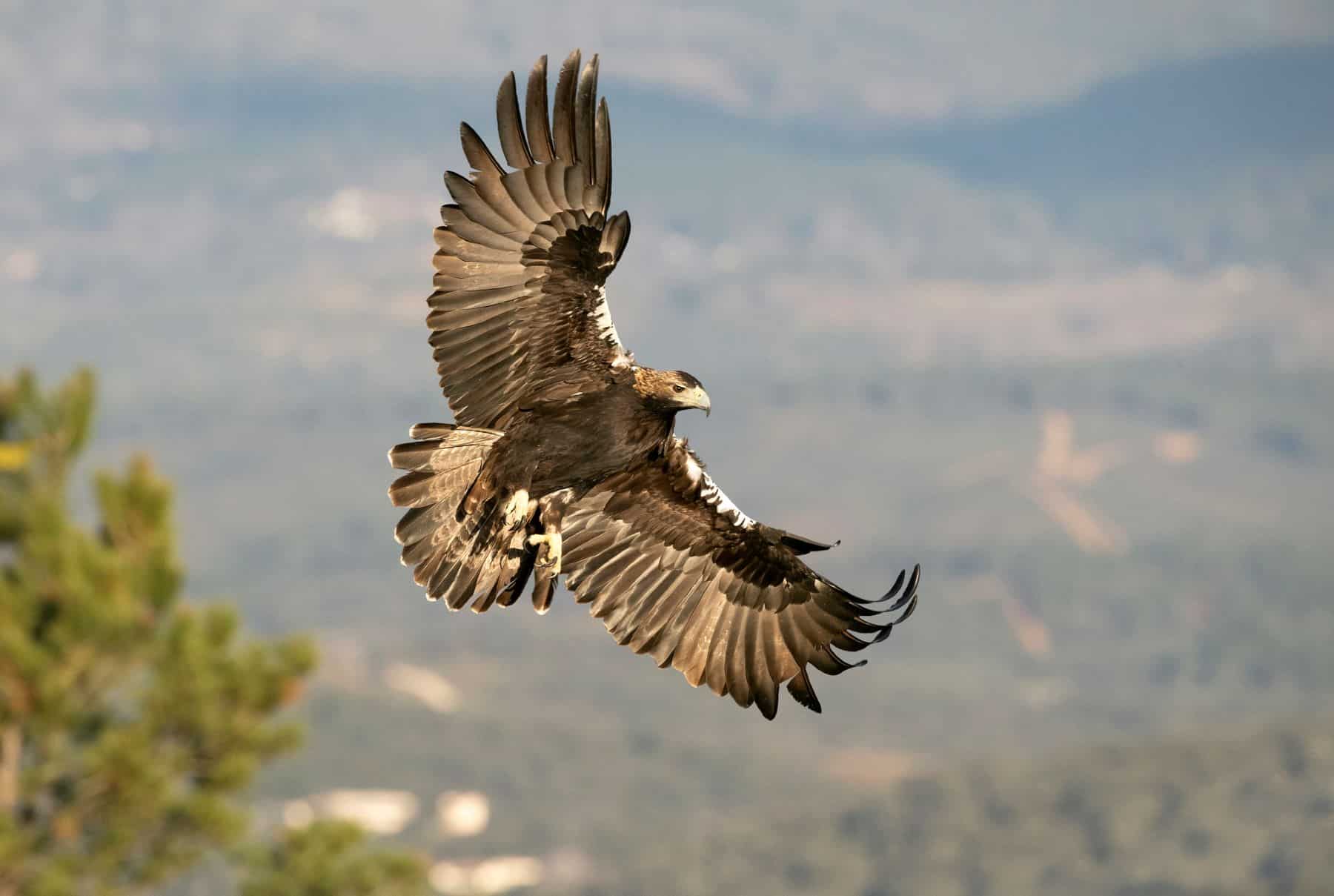 conservación avifauna centros recuperación castellano manchegos