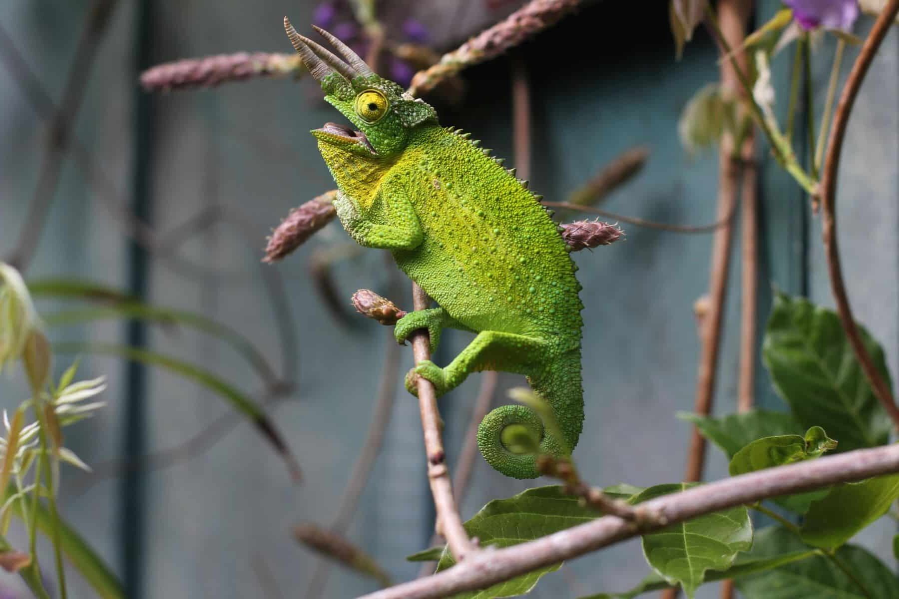 Proyecto Camaleón proteger especie Málaga