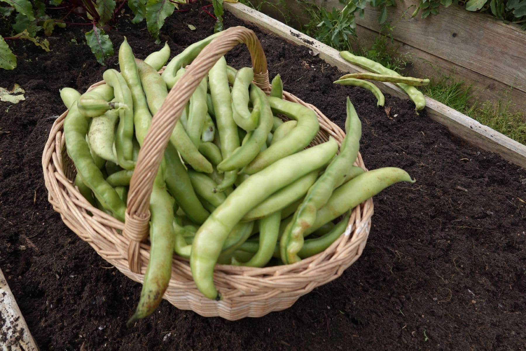 Proyecto Favaprot habas proteína vegetal Cataluña
