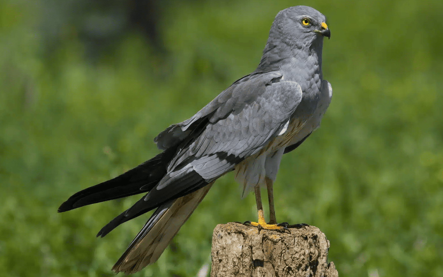 Proyecto LIFE SOS Pygargus proteger nidos pollos aguilucho cenizo