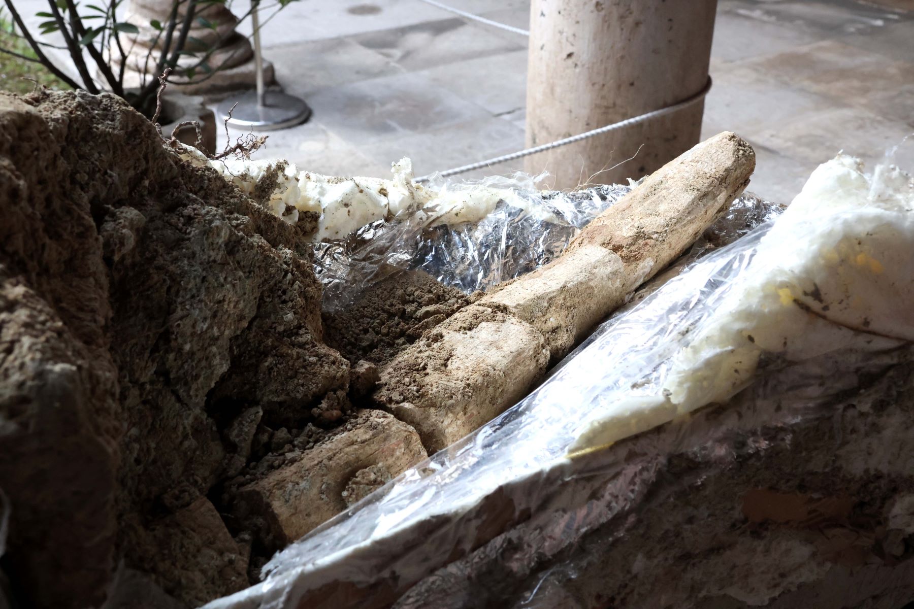 Contiendas Valladolid colmillos mastodonte época terciaria