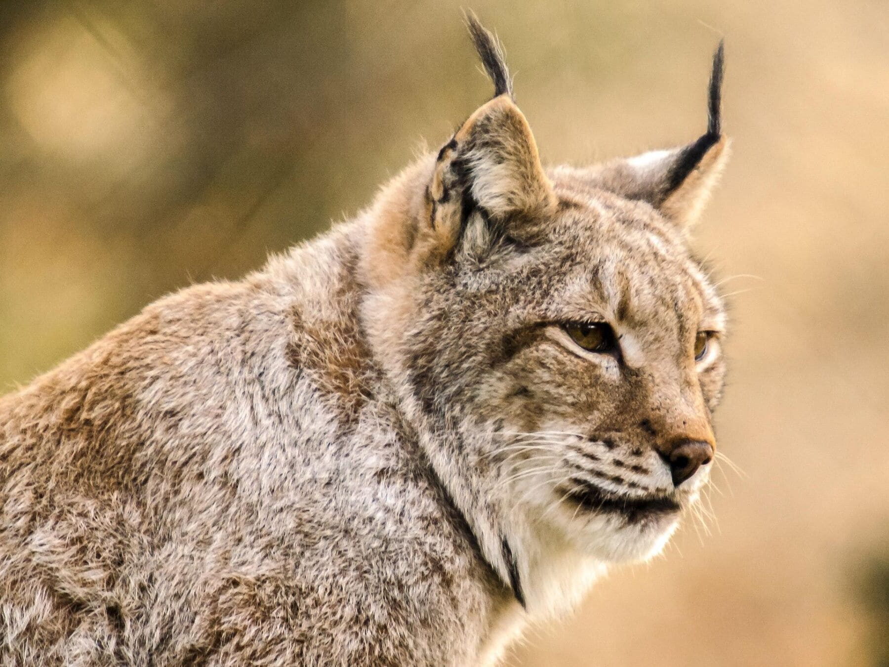 lince ibérico palencia