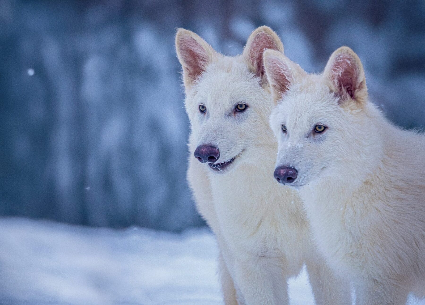 Rómulo Remo Khaleesi ciencia lobos grises genéticamente modificados