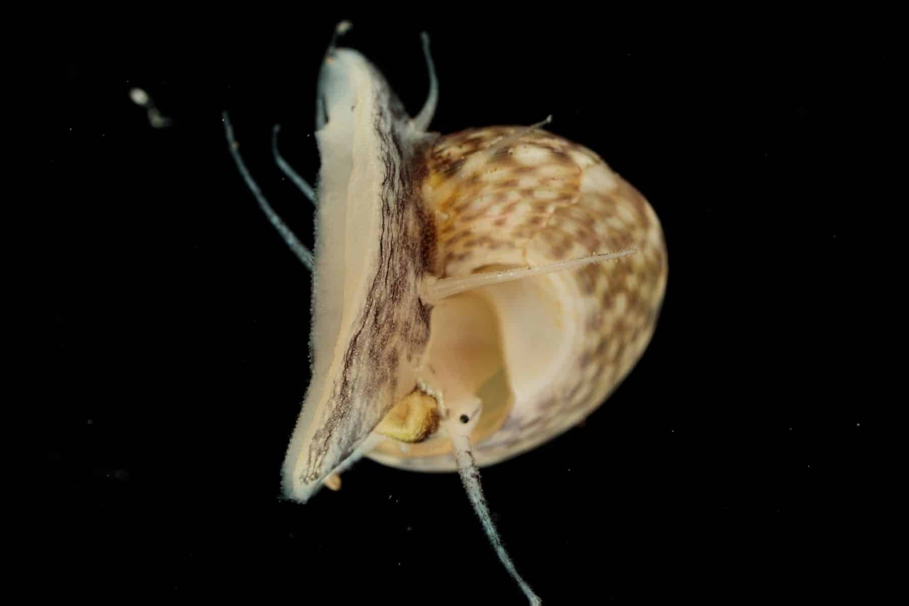 descubierto Mediterráneo molusco desconocido