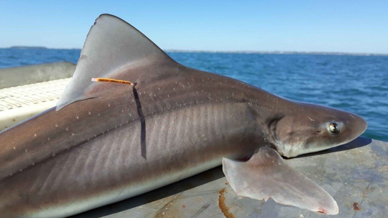 Argentina evita consumo gatuzo contribuye conservación