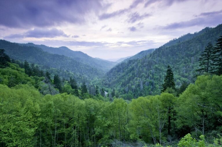 Soluciones Climáticas Forestales 2025 bosques gestión forestal España cambio climático