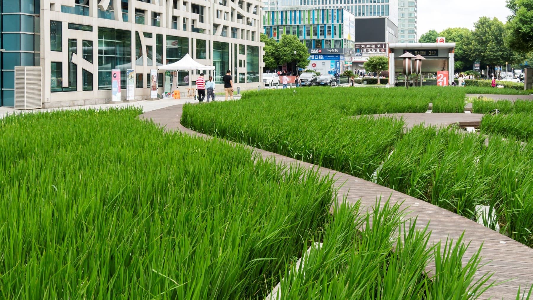 rewilding estrategias