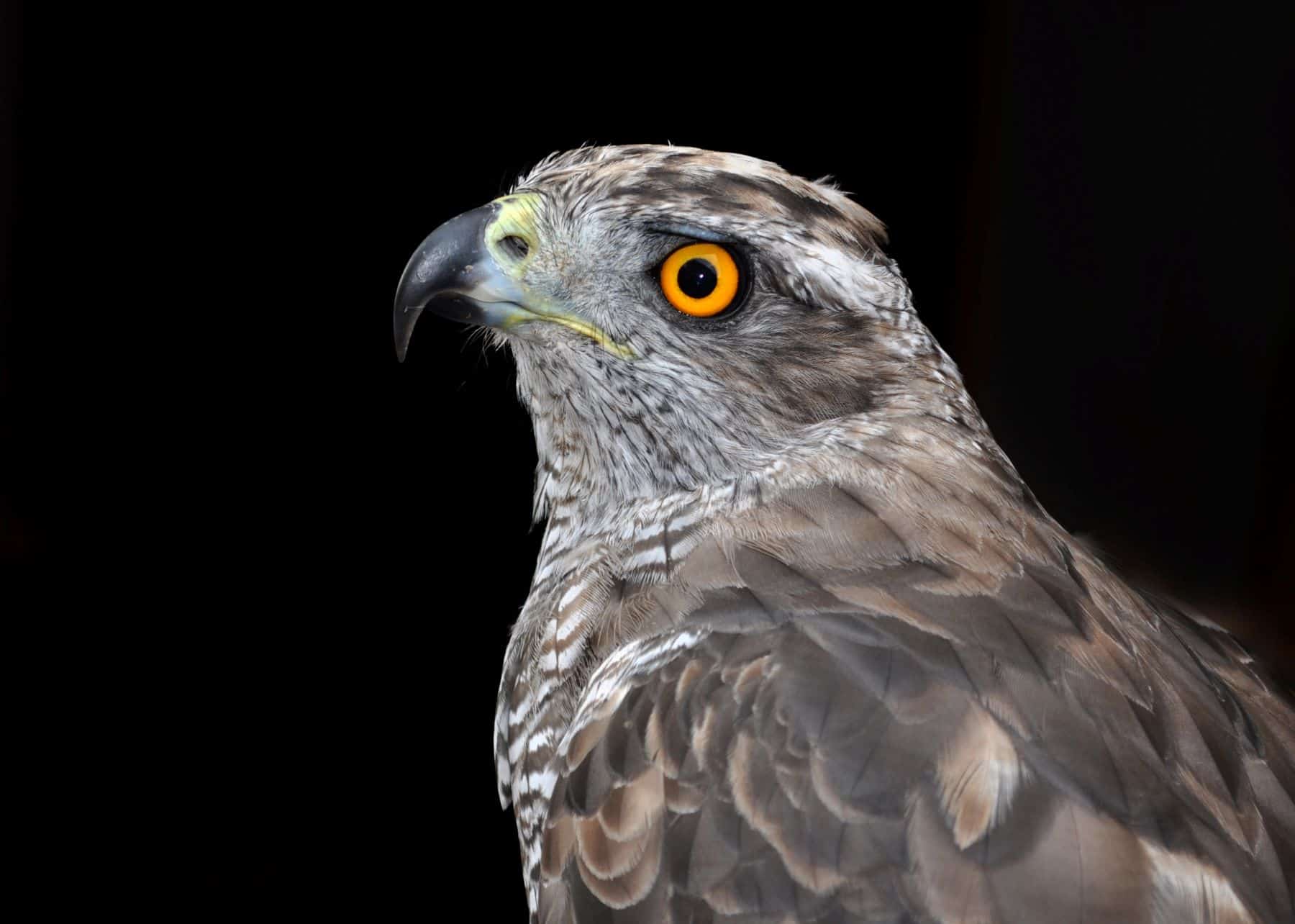 BOE información esencial especies peligro extinción