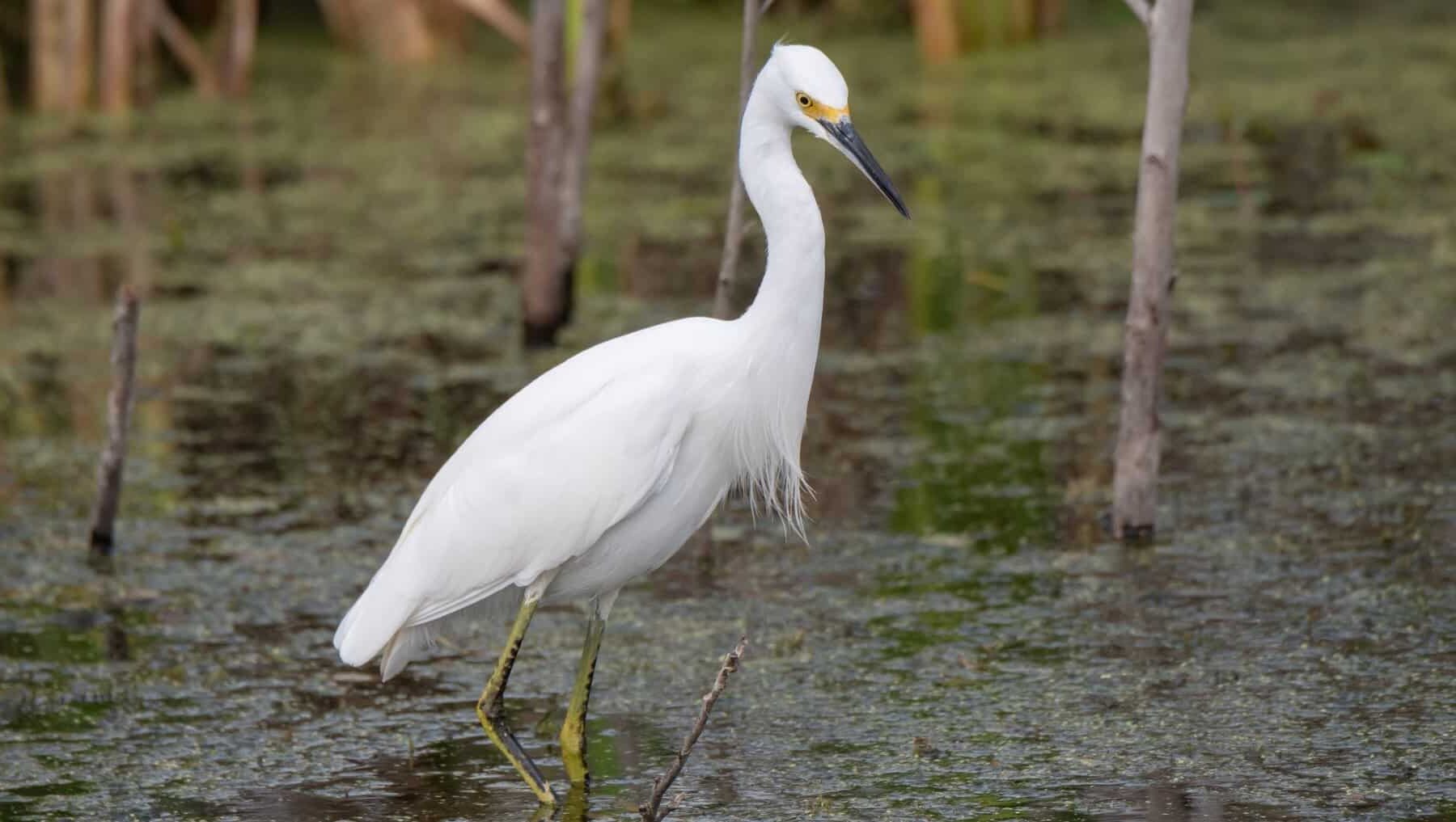 copiosas lluvias primavera biodiversidad espacio natural Doñana