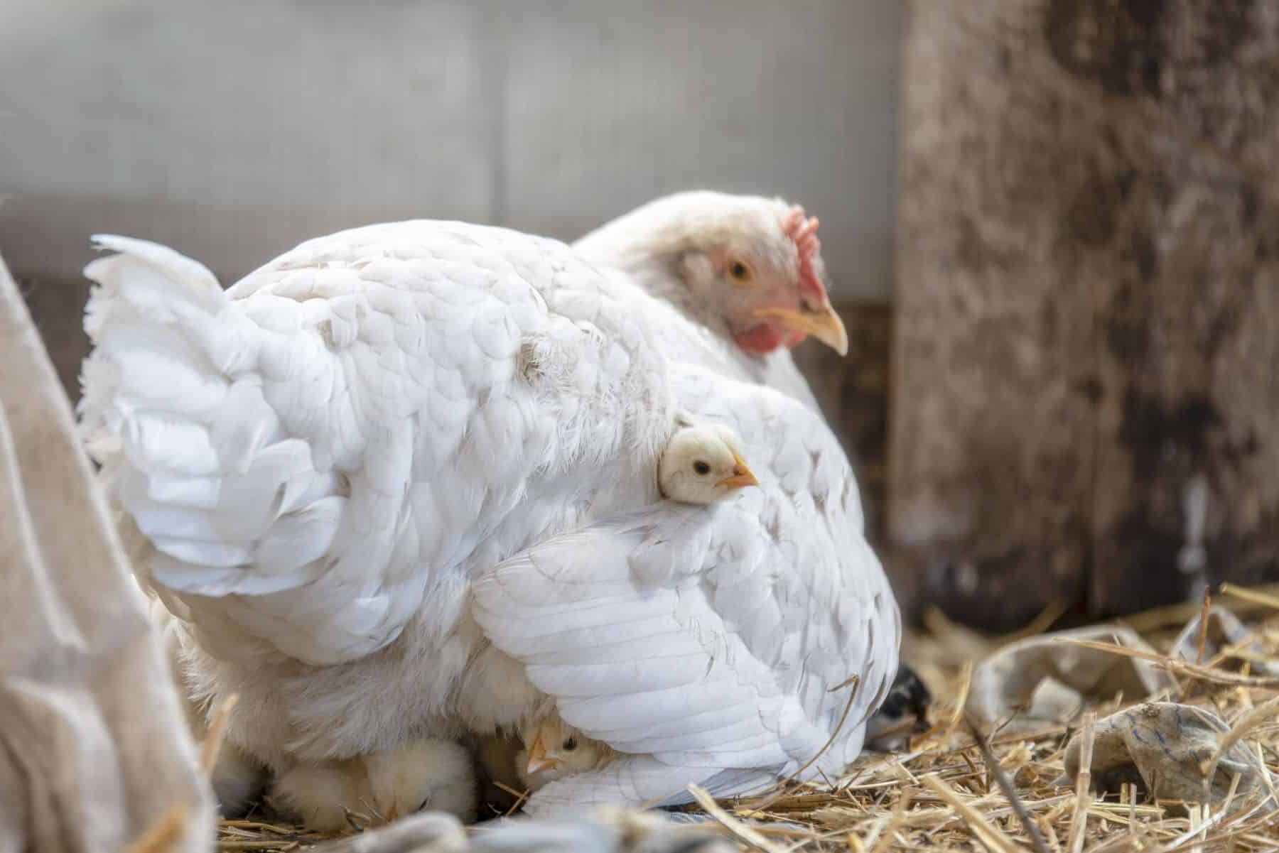 Veganuary Pollos alimentación vegetal