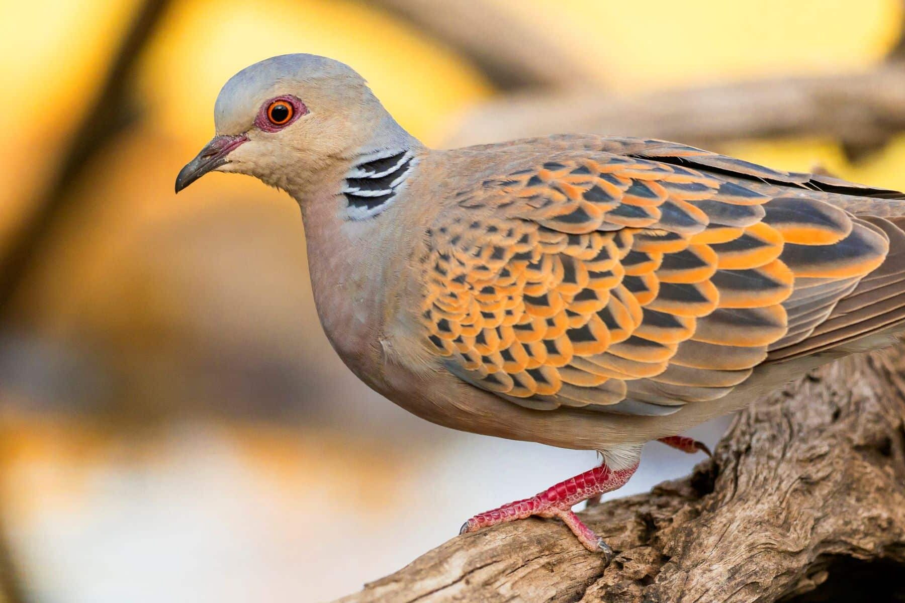 caza tórtola común moratoria