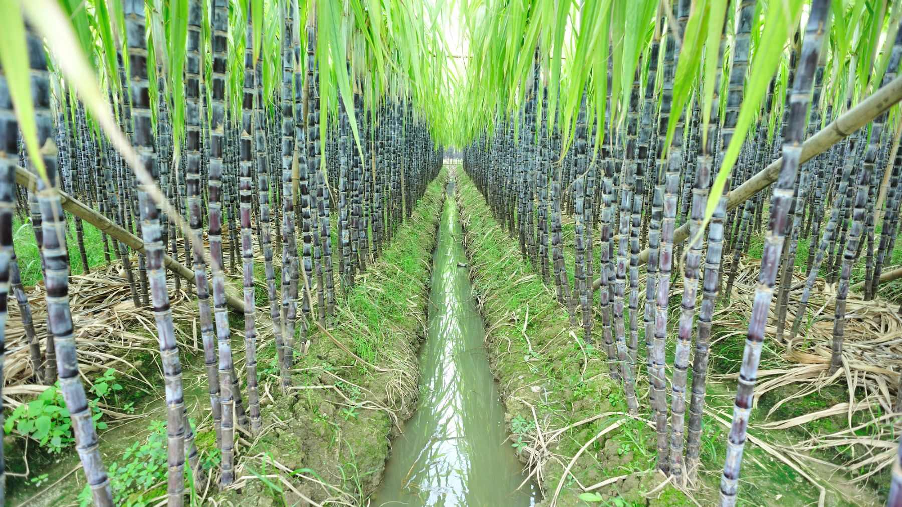 electricidad brasil etanol