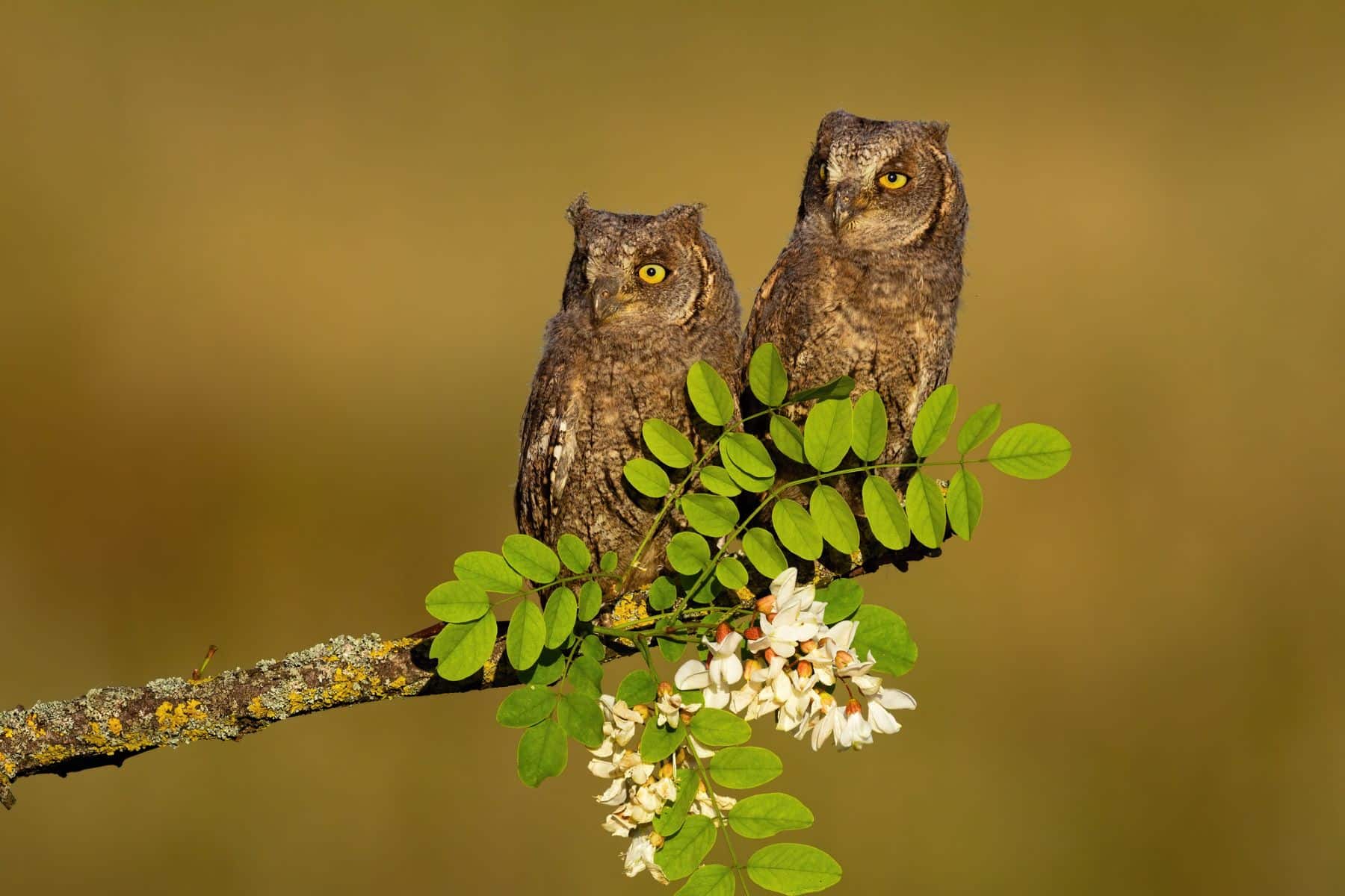 rapaces criar Península Ibérica