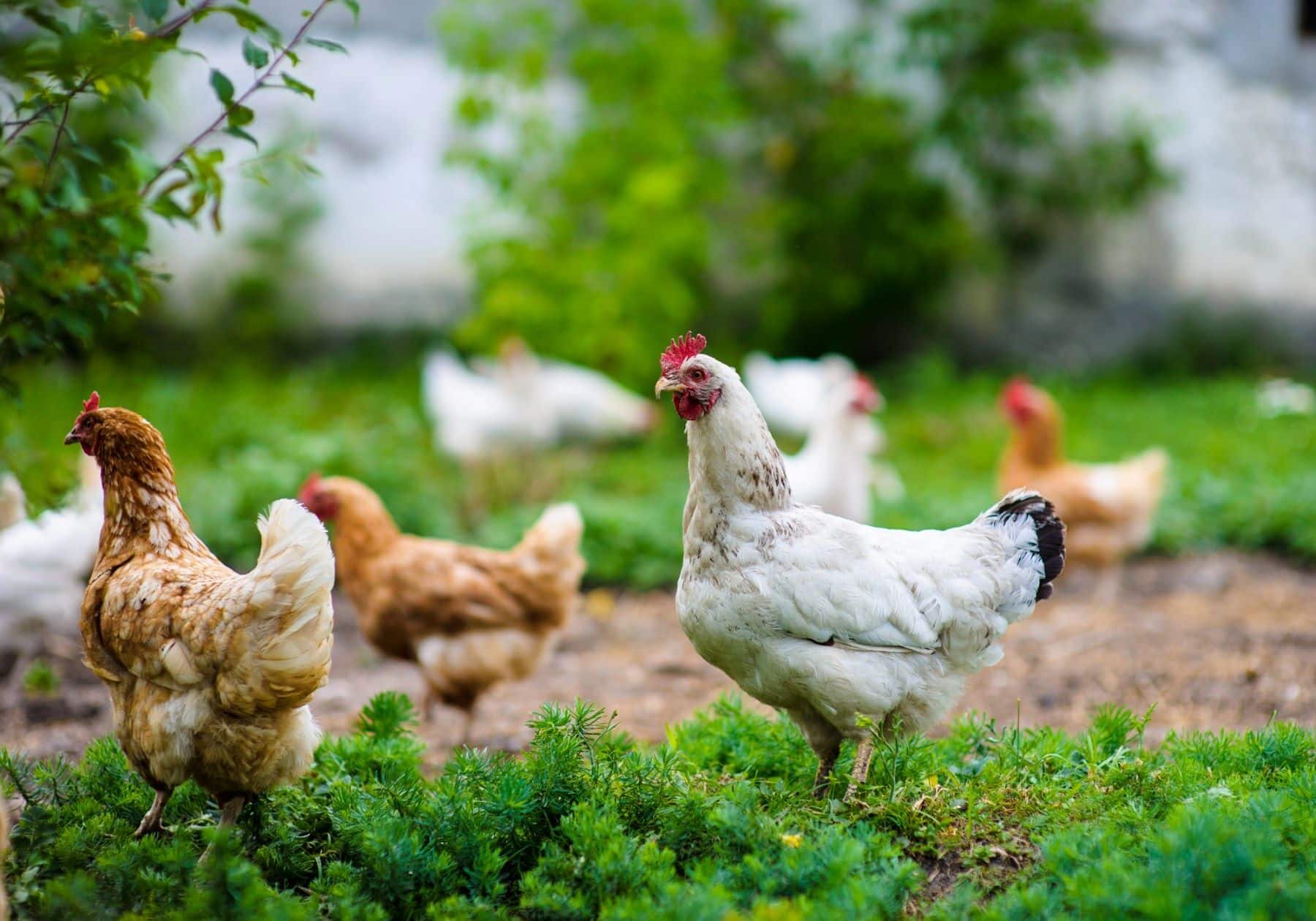 futuro sin jaulas Europa España