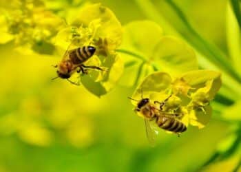 100 nidos de abejas silvestres estrenarán hogar en 25 parques de Barcelona