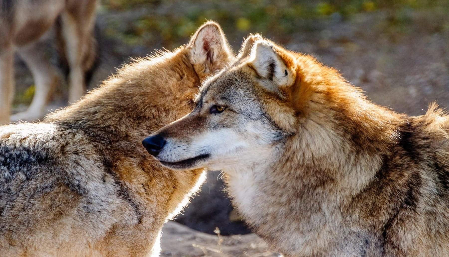 A consulta pública la propuesta de directiva que rebaja el nivel mínimo de protección del lobo en EU