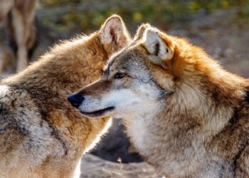 A consulta pública la propuesta de directiva que rebaja el nivel mínimo de protección del lobo en EU