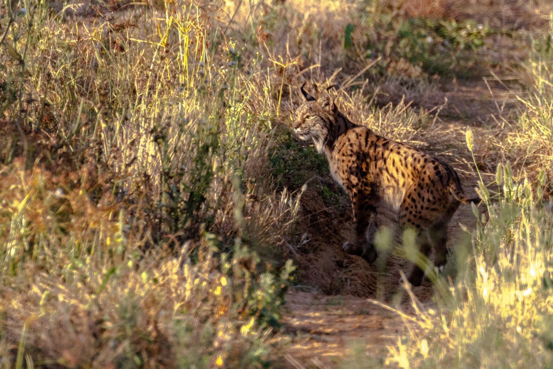 muerto lince atropellado Extremadura