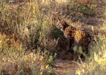 muerto lince atropellado Extremadura