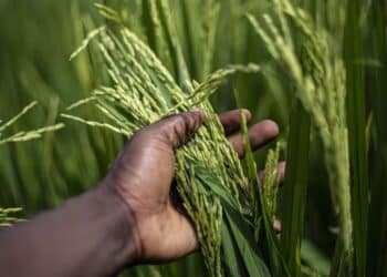 Agricultura regenerativa IICA Bayer