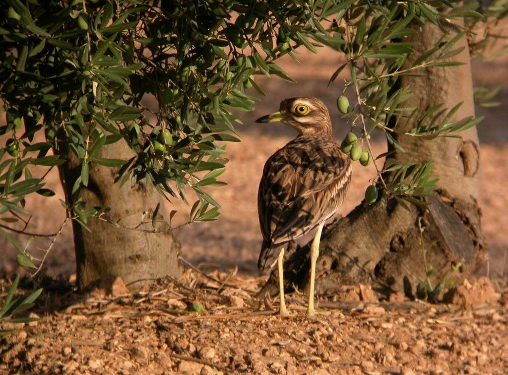 Alcaraván común GPS
