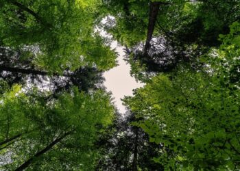 Alianza Cero Deforestación