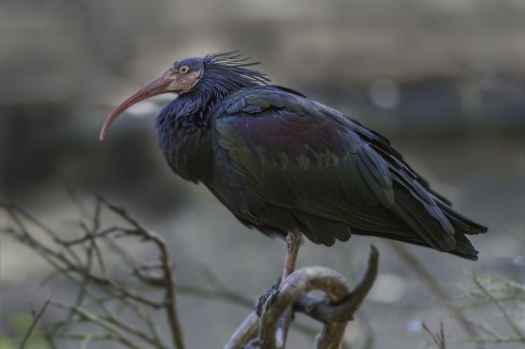 Alt Empordà ibis eremita procedentes Jerez