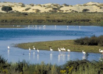 Andalucia humedales