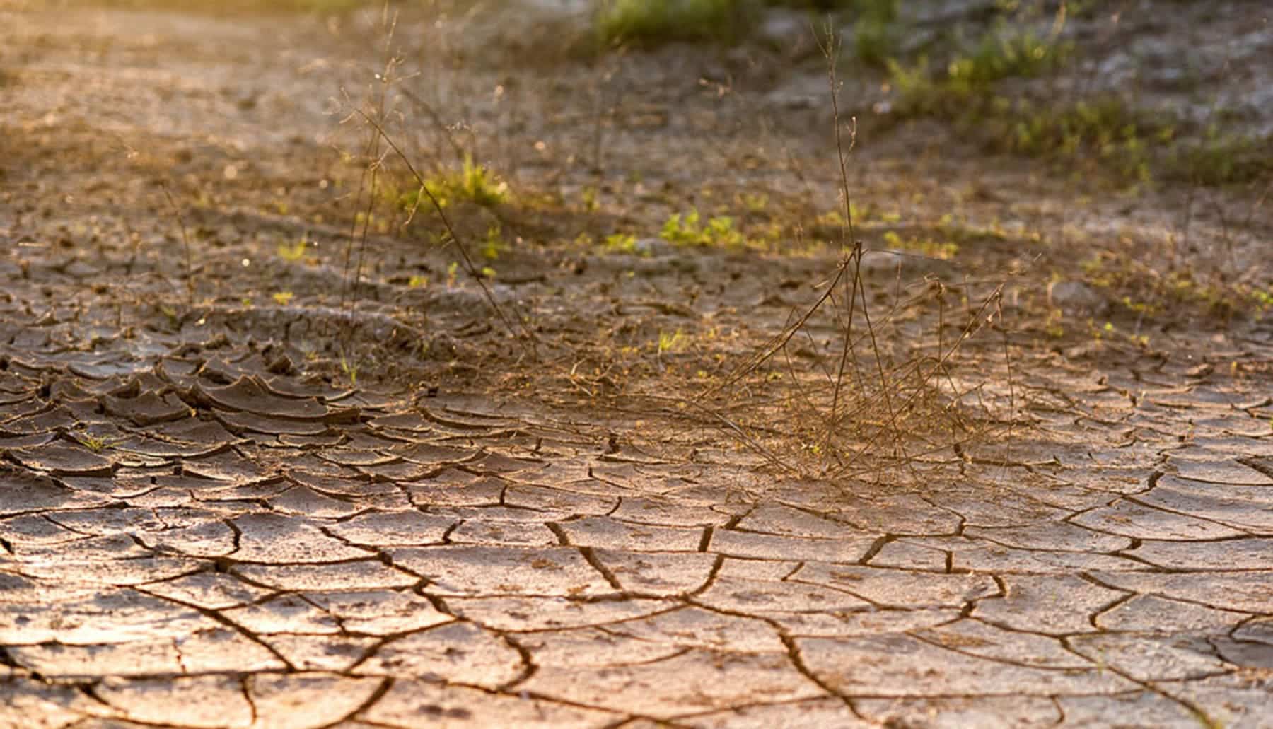 Aporte de nutrientes la clave para que los pastizales hagan frente a una sequía extrema