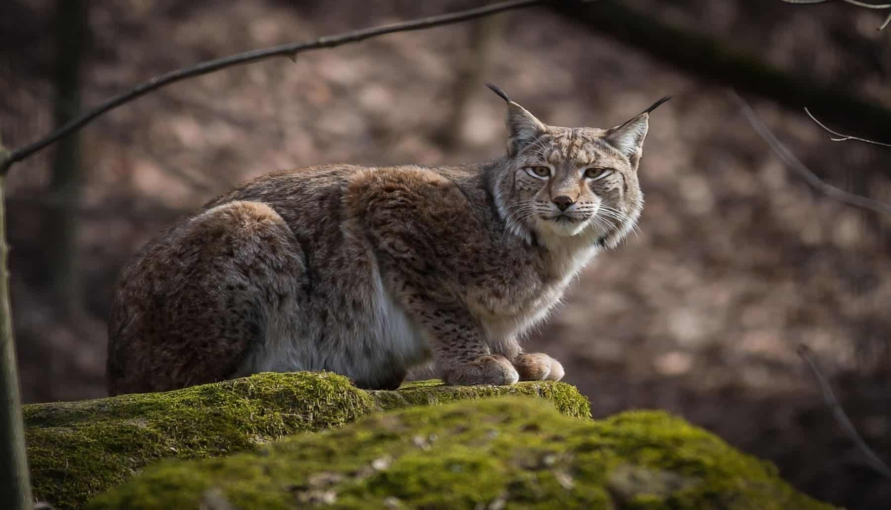 Aragón reintroducción lince